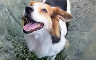 POMOC PRO FOXÍČKA - ZDRAVÝ DECH A PROTÉZA