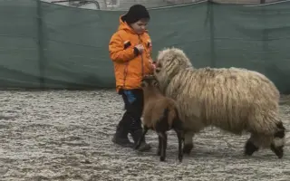 Pomozte beránkovi Knedlíčkovi opět běhat s dětmi.🤍