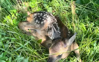 Druhý dron na záchranu srnčat = více možnosti pomoci