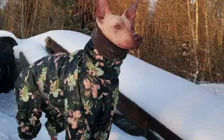 Pomoc pro Nyu - naši bojovnici ❤️