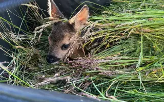 Drony pro pátrání po pohřešovaných osobách v ČR (při výcviku i po srnčatech)