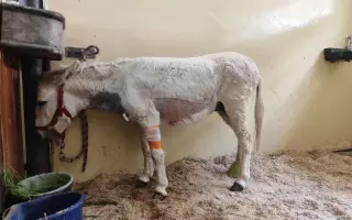 Záchrana nemocného oslíka Kryštofa.