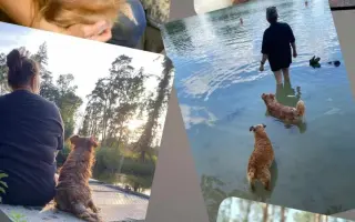 Pomozme pomáhat psím stařečkům