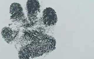 Pomoc pro Čika: boj s Cushingovým syndromem