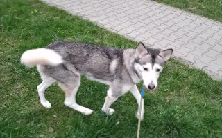 Pomohli jste zachránit Miu a uhradit operaci nádoru