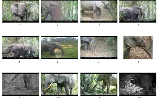 Pomozte Arthurovi ochránit slony před vyhynutím