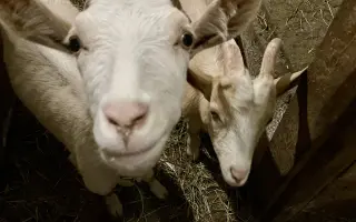 Pomozte❤️ Srdce pro zvířata - naděje pro opuštěné