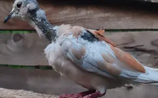 Společně ❤️ pro zvířata i v roce 2026