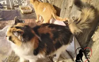 POMOZTE NÁM ZASTAVIT KRUH KOČIČÍHO UTRPENÍ. Víme jak na to, ale bez vás to nezvládneme.