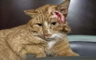 Pomozte nám s kastracemi a léčbou nemocných a zraněných koček