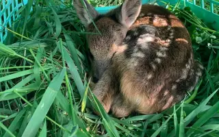 Pomozte nám zachránit srnčata a ostatní zvěř před posekaním sekačkou.