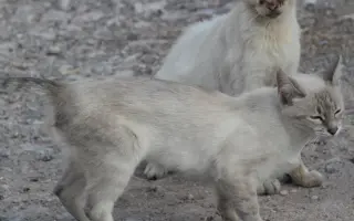 POMOZTE NÁM ZASTAVIT KRUH UTRPENÍ. Aktuálně musíme ošetřit 50 koček bez domova.