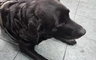 Lucky ještě jednou prosí o pomoc - operace nohy a rehabilitace