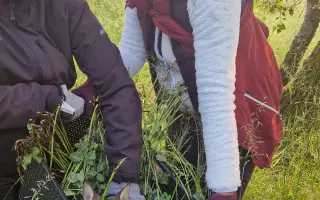 Dron s termovizí na záchranu srnčat při sečích na Chebsku.