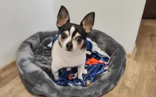 Šance na bezbolestný pohyb pro Pupika