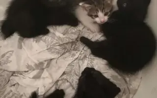 Pomozte nám se záchranou zvířat na Šumpersku