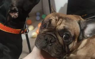 Operace očí a endoskopie pro buldočka Edu