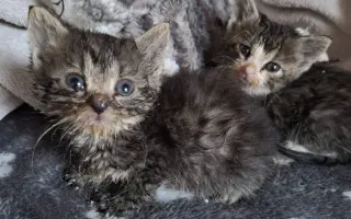 Pomoc pro kočky a koťátka Kočky u Katky