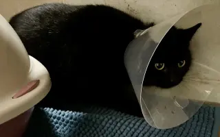 Pomozte❤️ Srdce pro zvířata - naděje pro opuštěné