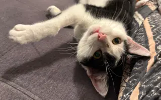 Pomoc s léčbou kocourka Shadyho