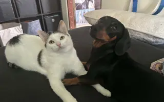 Pomozme Kryšpínovi bezbolestně chodit