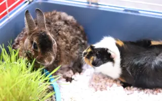 Bude zvířecí útulek Destiny Pet naplno fungovat i v roce 2026?