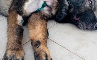 Léčba, která nekončí - Fůrie