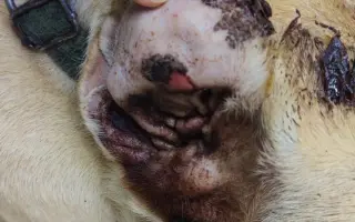 Veterinární pomoc naším svěřencům