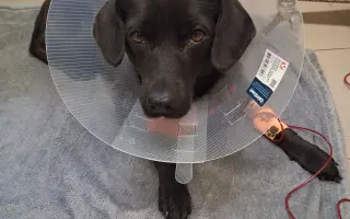 Sárinka bojuje o život se zákeřnou nemocí, prosím o pomoc🙏🐶❤️