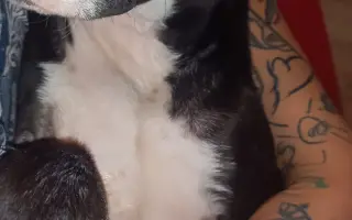 Pomozte našemu štěňátku Bleskovi přežít parvovirózu 🐾❤️