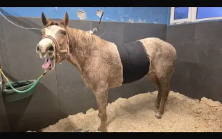 Pomozme Kess po těžké akutní operaci