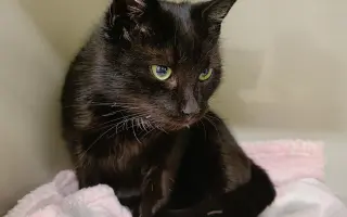 Pomoc s úhradou veterinárních nákladů 🙏