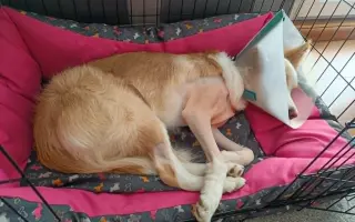 Pomozte Shelbynce zase běhat bez bolesti