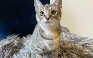 Pomoc pro spolek Kapka pro tlapky