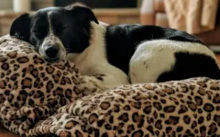 POMOC PRO FOXÍČKA, ASPENA A TAFFY-JACKA