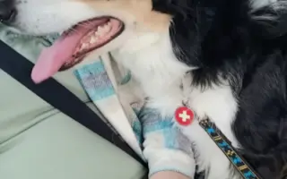 POMOC PRO FOXÍČKA - ZDRAVÝ DECH A PROTÉZA