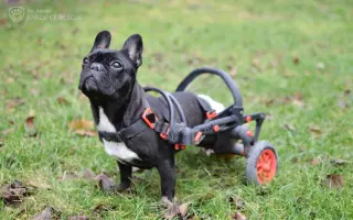 Každá kapka má smysl! Přiveďte vodu do centra pro handicapovaná zvířata