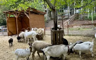 Krmení a seno pro zachráněná zvířata