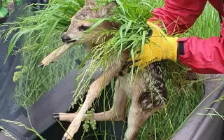 Mláďata na jaře, ostatní zvířata celoročně - ti všichni nás potřebují!