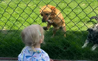 Zachraňte útulek Adoptuj psího parťáka z. s. 🐾