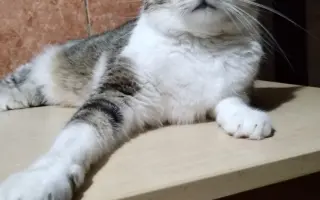 Boj o život Dyka, Tesinky a dalších - pomozte nám vyhrát nad panleukopenií