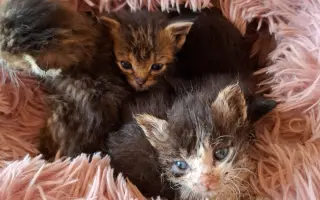 Veterinární péče pro zachráněné maminky s koťátky