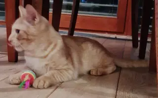 Pomozte s úhradou léčby kocourka Benjamina