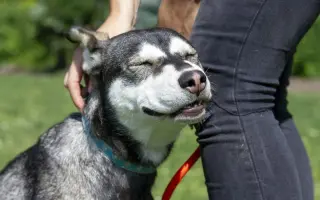 Výběhy naděje pro pejsky v nouzi