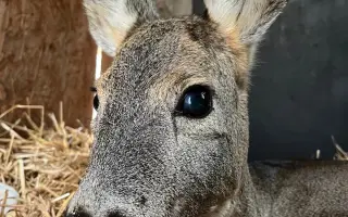 Šance na život pro březí srnečku Zuzičku