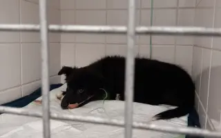 Pomoc pro malinkou Meggie