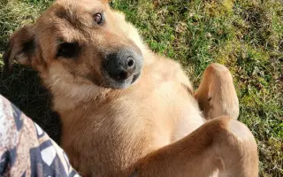 Voříškov prosí o pomoc pro psí útulkáče, poničku Babuňu, kočky a další zvířátka