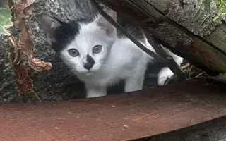 POMOZTE NÁM ZASTAVIT KRUH KOČIČÍHO UTRPENÍ. Víme jak na to, ale bez vás to nezvládneme.