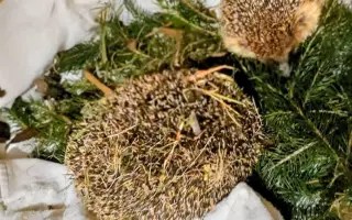 POMOC PRO FOXÍČKA, ASPENA A TAFFY-JACKA