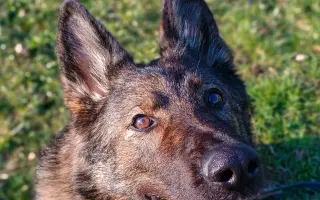 Léčba, která nekončí - Fůrie